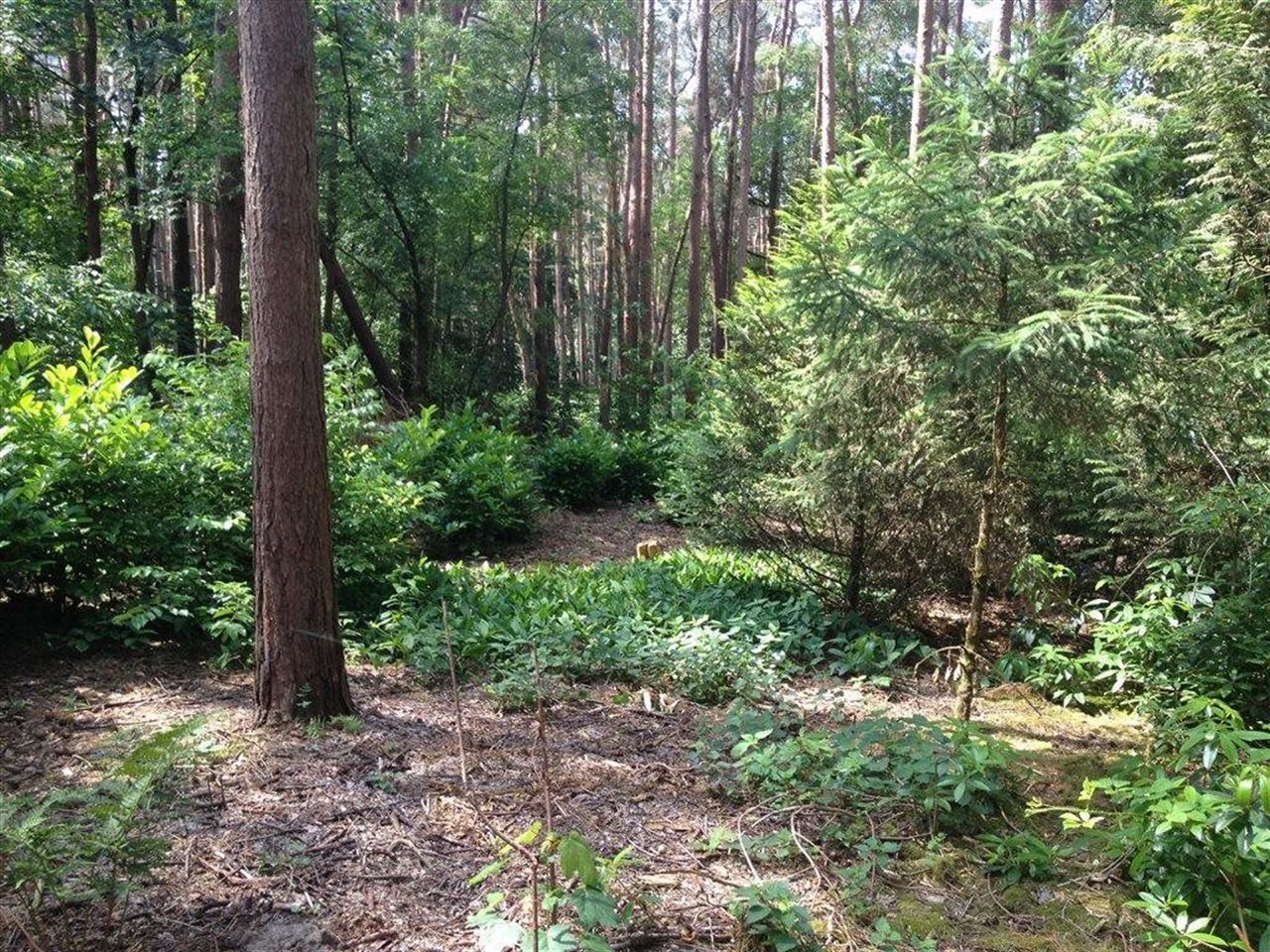 Een perceel sparrenbos te Moerbeke-Waas ideaal als speelbos.