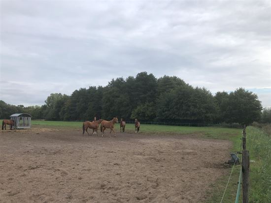 2 percelen grond (BOS EN WEILAND) te Moerbeke-Waas